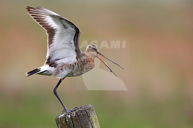 Black-tailed Godwit (Limosa limosa) in a meadow the Netherlands. Standing on a pole with wings raised. stock-image by Agami/Chris van Rijswijk,