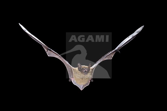 Laatvlieger in de vlucht; Serotine Bat in flight stock-image by Agami/Theo Douma,