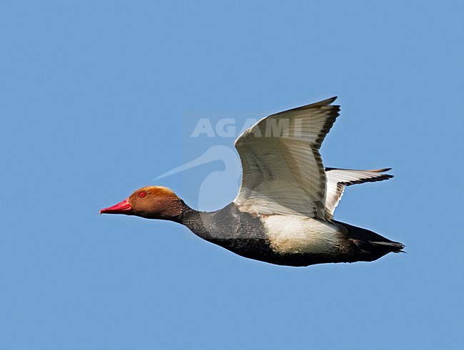 Mannetje Krooneend in vlucht; Male Red-crested Pochard in flight stock-image by Agami/Markus Varesvuo,