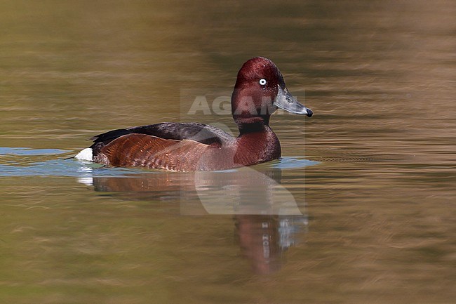 Witoogeend; Aythya nyroca; Ferruginous Duck stock-image by Agami/Daniele Occhiato,