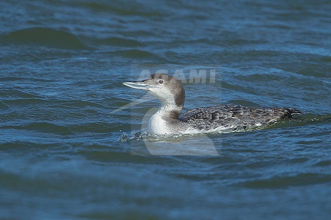 Adult Great Northern Diver (Gavia immer) in non-breeding plumage.
Ocean Co., N.J.
March 2017 stock-image by Agami/Brian E Small,