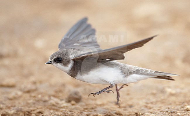 Vliegende Oeverzwaluw; Flying Sand Martin stock-image by Agami/Markus Varesvuo,