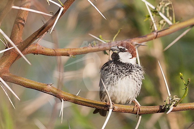 Spanish Sparrow - Weidensperling - Passer hispaniolensis ssp. transcaspicus, male, Turkey stock-image by Agami/Ralph Martin,