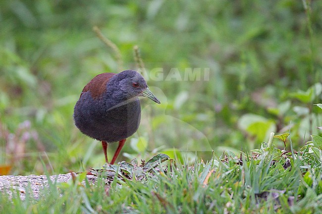 Black-tailed Crake (Zapornia bicolor) walking on ground at Doi Inthanon, Thailand stock-image by Agami/Helge Sorensen,