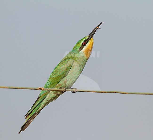 Blue-cheeked Bee-eater - Blauwangenspint - Merops persicus ssp. persicus, Oman, 1st cy stock-image by Agami/Ralph Martin,