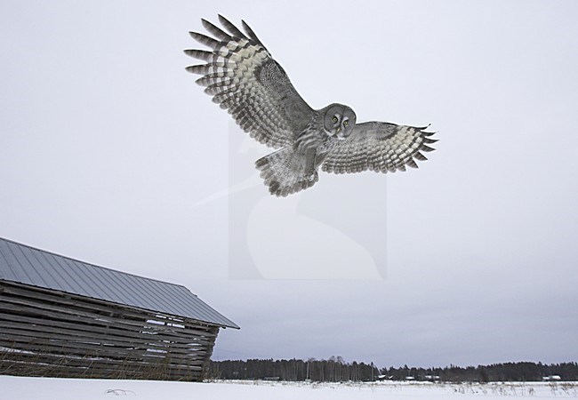 Great Grey Owl adult hunting; Laplanduil volwassen jagend stock-image by Agami/Jari Peltomäki,