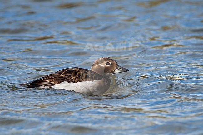 Long-tailed Duck, IJseend, Clangula hyemalis, Iceland, adult female, summer stock-image by Agami/Ralph Martin,