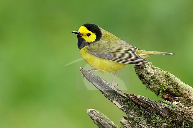 Adult male 
Galveston Co., TX
April 2014 stock-image by Agami/Brian E Small,