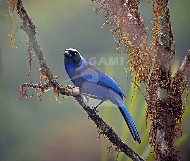 Beautiful Jay (Cyanolyca pulchra) perched in a tree in Colombia. stock-image by Agami/Pete Morris,