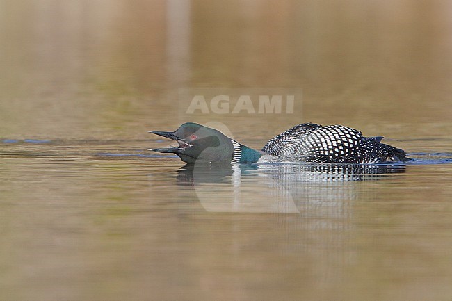 Common Loon (Gavia immer) swimming on a pond in the Okanagan Valley, BC, Canada. stock-image by Agami/Glenn Bartley,