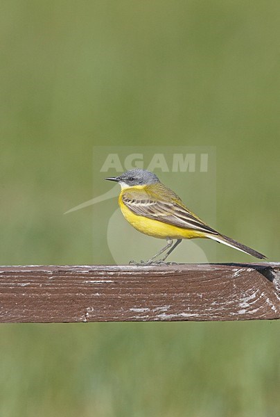 Noordse Gele Kwikstaart; Grey-headed Wagtail stock-image by Agami/Jari Peltomäki,