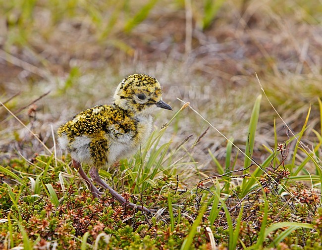 European Golden Plover chick, Goudplevier kuiken stock-image by Agami/Markus Varesvuo,