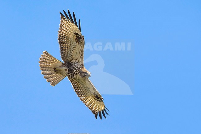 Japanse Buizerd in vlucht; Eastern Buzzard in flight stock-image by Agami/Daniele Occhiato,