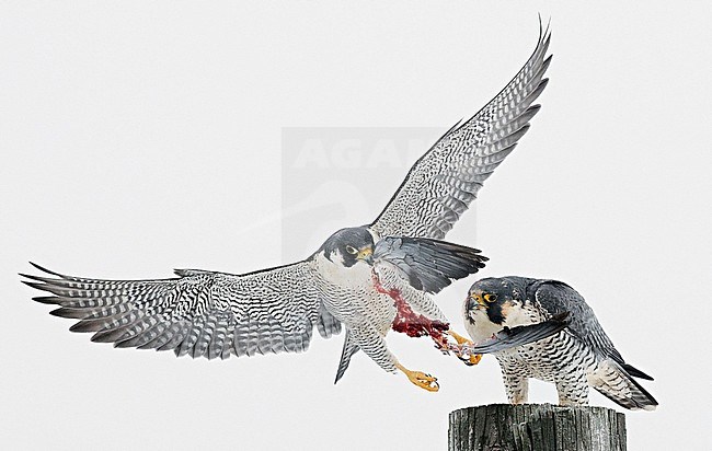 Peregrine (Falco peregrinus) Canada January 2017
Some wires removed stock-image by Agami/Markus Varesvuo,