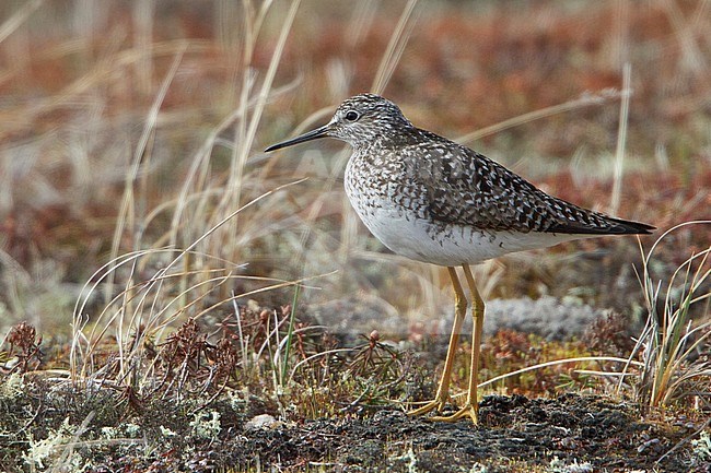 Lesser Yellowlegs (Tringa flavipes) perched in the tundra in Churchill, Manitoba, Canada. stock-image by Agami/Glenn Bartley,