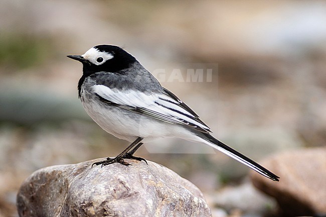Maskerkwikstaart, Masked Wagtail, Motacilla personata stock-image by Agami/Arend Wassink,