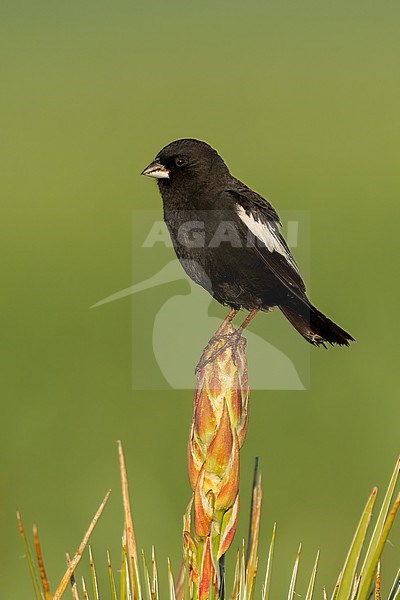 Adult male breeding
Weld Co., CO
June 2023 stock-image by Agami/Brian E Small,