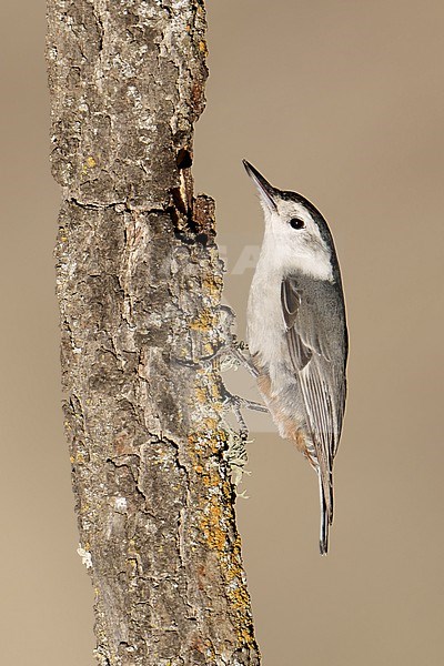 Adult female
Santa Barbara Co., CA
November 2021 stock-image by Agami/Brian E Small,