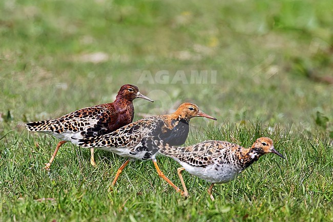 Three different plumages of Ruff (Calidris pugnax) are walking besides one another. The Ruff (Calidris pugnax) used to breed in The Netherlands but is unfortunately no longer doing so. stock-image by Agami/Jacob Garvelink,