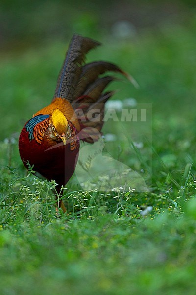 An adult male Golden Pheasant ( Chrysolophus pictus) in Shanxi, China is crossing a meadow in the forest. stock-image by Agami/Mathias Putze,