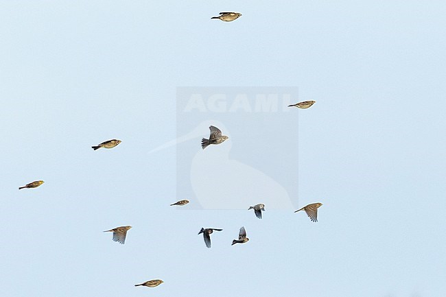 Corn Bunting (Emberiza calandra calandra) Germany, adult, winter group in flight stock-image by Agami/Ralph Martin,