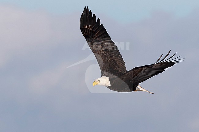 The mighty Bald Eagle is a common sight in the lower Fraser Valley near Vancouver, British Colombia, Canada and its surrounding flat farmland. stock-image by Agami/Jacob Garvelink,