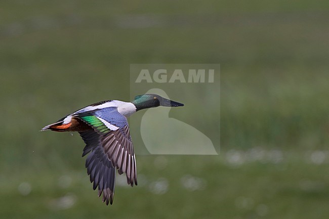 Vliegende man Slobeend; Flying male Shoveler stock-image by Agami/Arie Ouwerkerk,