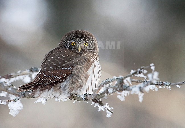 Dwerguil in de sneeuw, Eurasian Pygmy Owl in the snow stock-image by Agami/Jari Peltomäki,