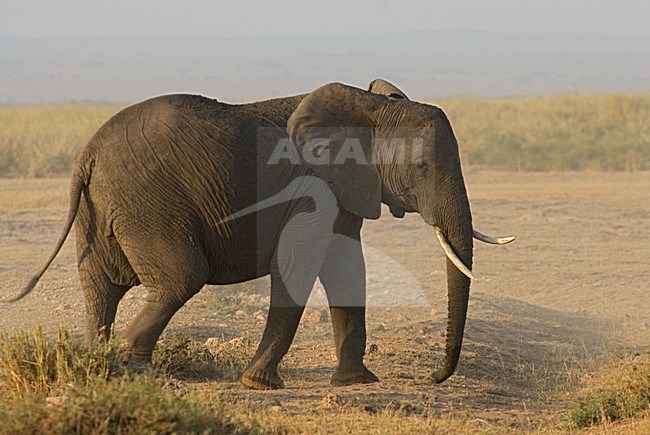 African Elephant walking; Afrikaanse savanneolifant lopend stock-image by Agami/Roy de Haas,