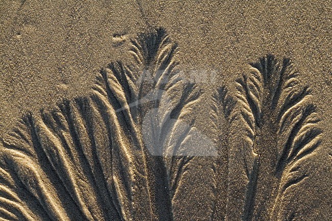 Patterns in the sand on a beach on the German Wadden Island Süderoogsand, Germany. stock-image by Agami/Ralph Martin,