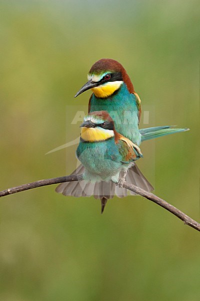 Paartje Bijeneters parend Lesbos Griekenland, European Bee-eater pair mating Lesvos Greece stock-image by Agami/Wil Leurs,