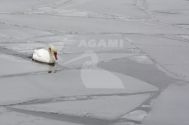 Volwassen Knobbelzwaan in de winter; Adult Mute Swan in winter stock-image by Agami/Markus Varesvuo,