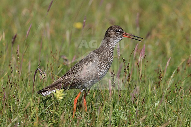 Tureluur volwassen roepend in gras; Common Redshank adult calling in gras stock-image by Agami/Jacques van der Neut,