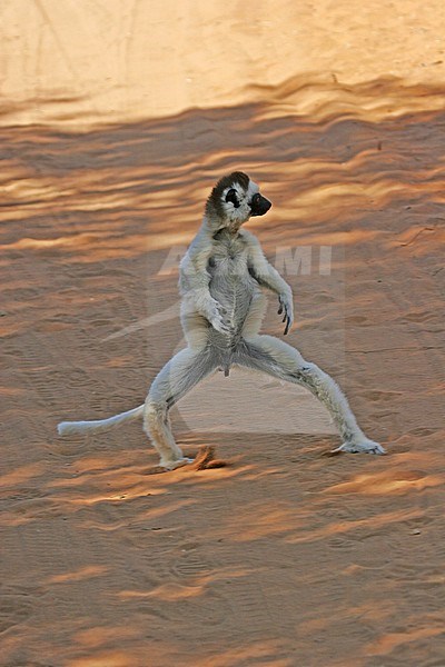 Verreaux's Sifaka, Propithecus verreauxi) also known a sthe White Sifaka, in Madagascar. Running on the ground stock-image by Agami/Pete Morris,