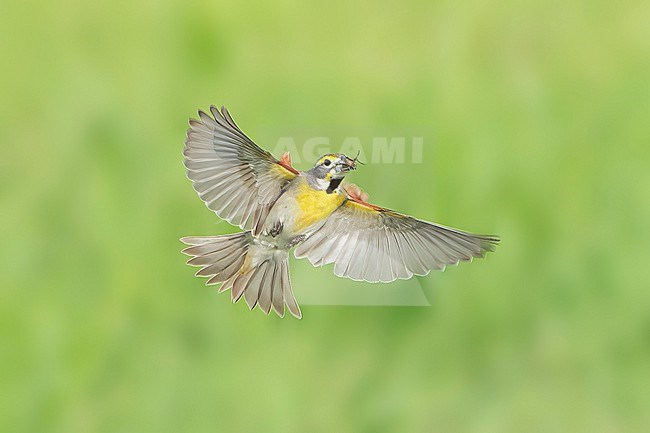 Adult male breeding
Madison Co., TX
May 2022 stock-image by Agami/Brian E Small,