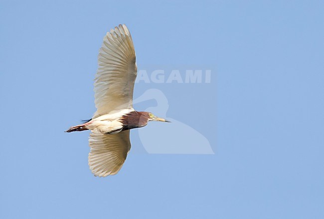 Chinese Ralreiger, Chinese Pond-Heron, Ardeola bacchus stock-image by Agami/Marc Guyt,