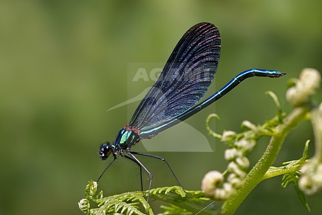 Beautiful demoiselle, Calopteryx virgo, Bosbeekjuffer, Meinweg stock-image by Agami/Bas Haasnoot,