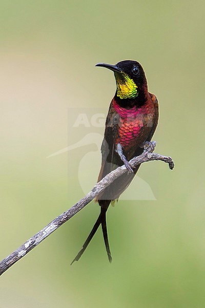 Crimson topaz (Topaza pella) looking stunning on a perch stock-image by Agami/Dubi Shapiro,