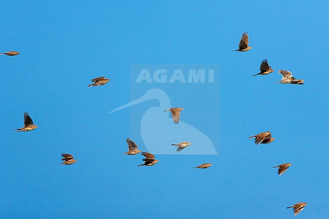 Eurasian Skylark (Alauda arvensis) in the Netherlands. Migrating flock along the Dutch coast. stock-image by Agami/Marc Guyt,