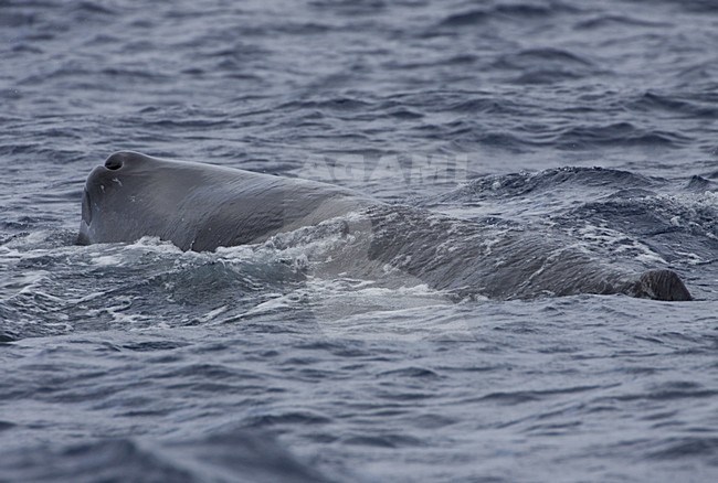 Potvis komt ademhalen; Sperm Whale coming to breath stock-image by Agami/WJ Strietman,