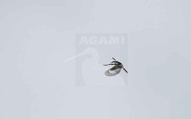 Great Grey Shrike (Lanius excubitor) in flight at Nivå, Denmark stock-image by Agami/Helge Sorensen,