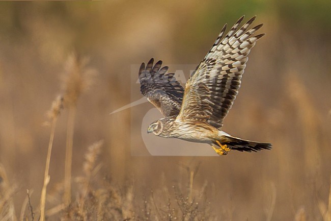 Blauwe Kiekendief vrouw in vlucht; Hen Harrier female in flight stock-image by Agami/Daniele Occhiato,