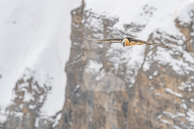 Adult  Bearded Vulture (Gypaetus barbatus) flying over snow covered moutain landscape in the swiss alps. stock-image by Agami/Marcel Burkhardt,