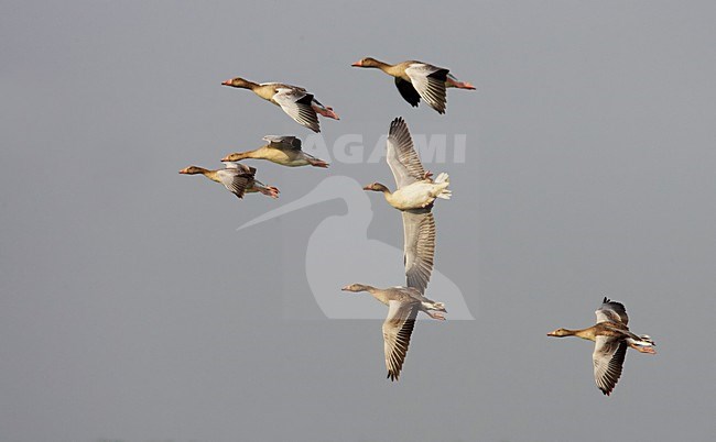 Groep Grauwe Ganzen in de vlucht; Group of Greylag Geese in flight stock-image by Agami/Markus Varesvuo,