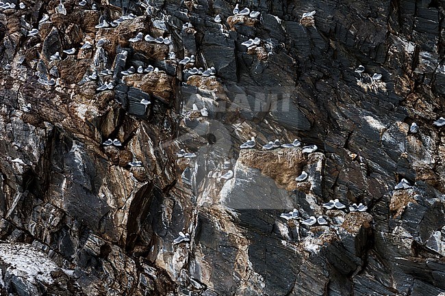 Black-legged Kittiwake, Drieteenmeeuw, Rissa tridactyla, Norway, adult stock-image by Agami/Ralph Martin,