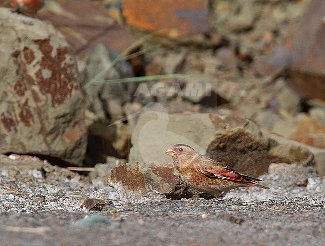 Adult male Asian Crimson-winged Finch (Rhodopechys sanguineus sanguineus) foraging on the ground at a high mountain pass in the Alborz Mountains in Iran. stock-image by Agami/Edwin Winkel,