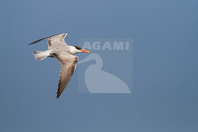 CasReuzenstern; Caspian Tern, Hydroprogne caspia, Oman, 2nd cy stock-image by Agami/Ralph Martin,