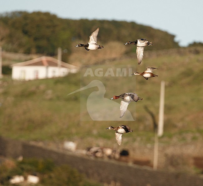 Male Redhead (Aythya americana) flying with several Ring-necked Ducks on the Azores. stock-image by Agami/Josh Jones,