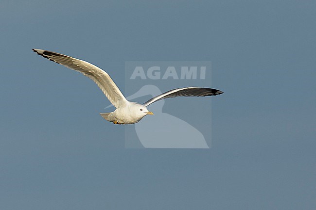 Adult breeding Short-billed Gull, Larus brachyrhynchus, during spring in Alaska, United States. stock-image by Agami/Brian E Small,