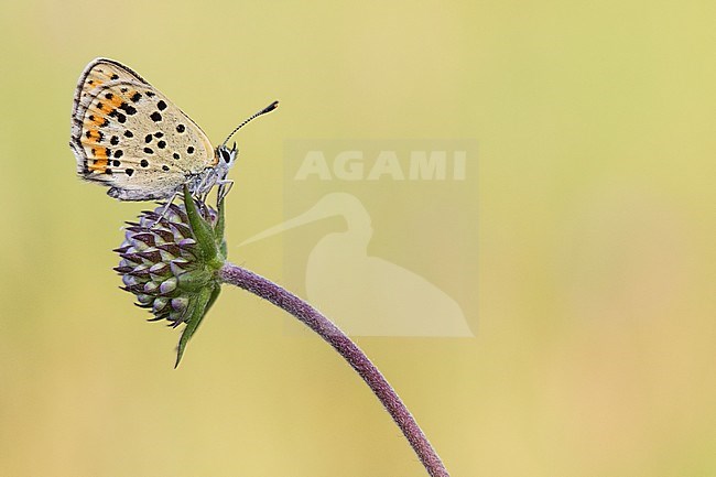 Female Sooty Copper foraging on Devil's-bit Scabious stock-image by Agami/Wil Leurs,